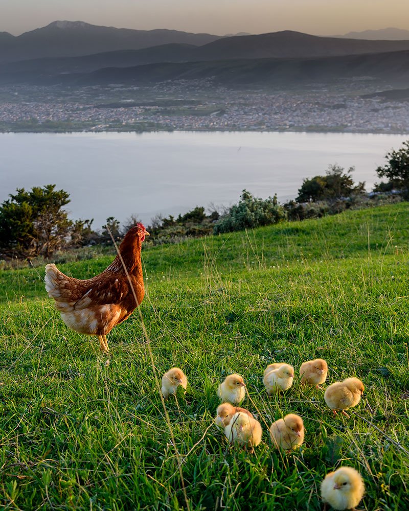 Pindos Ioannina Agricultural Poultry Farming Cooperative
